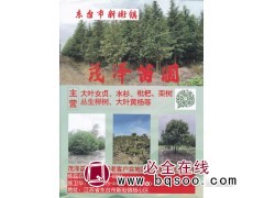 茂泽苗圃专供大叶女贞 东台新街女贞基地 大叶女贞精品树价格图1