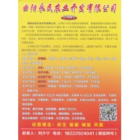 60亩沙地柏苗，沙地柏杯苗 沙地柏大田苗 曲阳永民农业