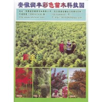 安徽润丰彩色苗木科技园供应黄金杉 黄金杉基地 黄金杉