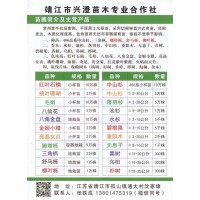 10万棵红叶石楠小苗大量供应 色块苗 靖江兴澄苗木合作社