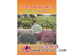 专业培育色块苗 金森女贞苗 红叶石楠苗 六安市祥美园林图1