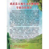 菏泽白蜡基地 白蜡行道树 白蜡 大地生金谷物种植专业合作