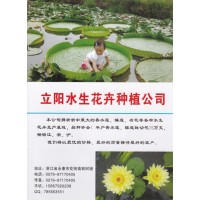 荷花、睡莲各种水生花卉生产基地 立阳水生花卉种植公司