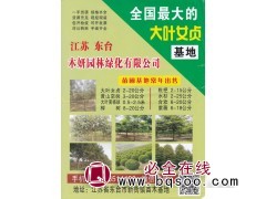 2-20公分大叶女贞 大叶女贞供应 东台木妍园林绿化有限公司图1