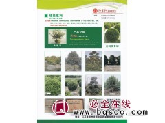 无刺枸骨球 无刺枸骨宝塔造型 无刺枸骨造型 常州满堂红园艺图1