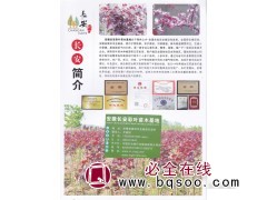 加拿大紫荆苗大量供应 滁州加拿大紫荆 安徽长安彩叶苗木基地图1