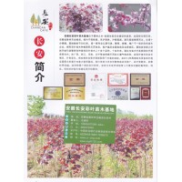 加拿大紫荆苗大量供应 滁州加拿大紫荆 安徽长安彩叶苗木基地