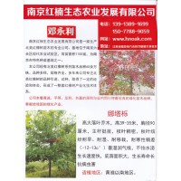 红楠(生态造林)价格|多少钱 - 南京红楠生态各种规格泽生栎