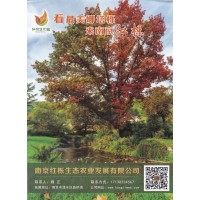 红栎树