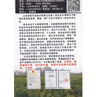 山东成武开远苗木有限公司供应各种规格五角枫 菏泽五角枫基地