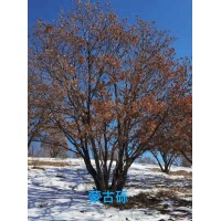 蒙古栎 丛生蒙古栎价格 大规格蒙古栎造型树 佳慕苗木绿化基地