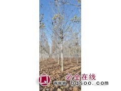 3.5-4米杆法桐树 法桐造型树 法桐行道树 济宁鲁强农业图1