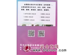 大叶女贞2-25公分 东台大叶女贞基地 东台沁园苗木有限公司图1