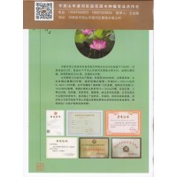 丛生玫瑰红紫薇20万棵 独杆玫瑰红紫薇 平顶山湛河区益花苗木