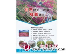 北方绿化工程专用杜鹃苗 杜鹃基地 韩国杜鹃 威海坤元园林图1