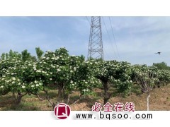 山楂树苗 山楂树活苗 山楂苗 山西森惠源农业发展有限公司图1