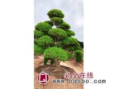 邳州市专业造型黄杨树基地主要经营造型黄杨树、黄杨造型树价格图1