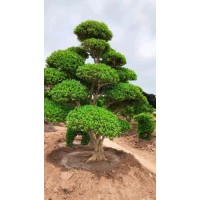 邳州市专业造型黄杨树基地主要经营造型黄杨树、黄杨造型树价格