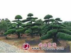 造型树罗汉松,几乎是成本价了 张俭刚 13775939345图1