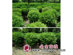 苗圃批发精品小叶黄杨球 瓜子黄杨球 绿篱 合肥旭坤园林绿化图1