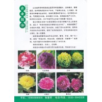 牡丹、芍药专业种植大户 菏泽市绿美花木种植专业合作社