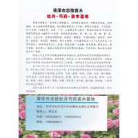 各类牡丹苗出售-正宗菏泽牡丹花苗价格-菏泽市忠信苗木