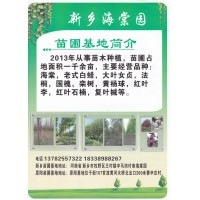 千亩海棠基地 海棠基地 河南海棠价格表 原阳县伟胜苗木合作社