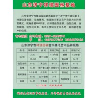 3-30公分法桐树 速生法桐价格 济宁祥瑞园林基地 山东苗木