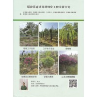 鄢陵县淼迪园林绿化工程有限公司 容器苗卫矛造型树 卫矛造型