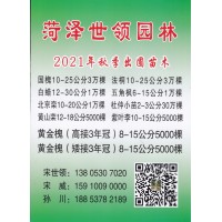 国槐10-25公分3万棵 菏泽世领园林 菏泽国槐基地 国槐树