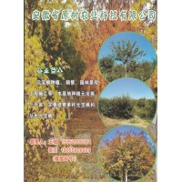 千亩元宝枫基地 高杆元宝枫 安徽省原树农业科技有限公司