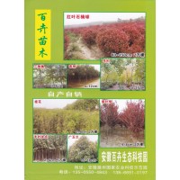 安徽百卉园林有限公司经营80-150公分红叶石楠球