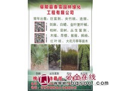 鄢陵县春雪园林绿化工程有限公司常年出售 巨紫荆 河南巨紫荆图1