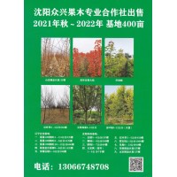 辽宁沈阳众兴果木销售 垂暴109柳树1- 2.5公分3万棵