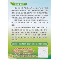 鳌龙农业生态产业园销售楸树 速生楸树 梓树苗 楸树苗供应