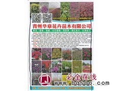 青州华章花卉苗木有限公司经营草花/宿根/地被/水生植物图1