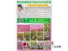 青州市诚诺花卉苗木合作社常年出售宿根花卉营养杯苗 花海设计图1