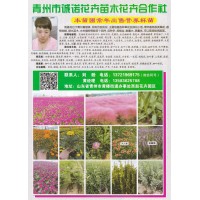 青州市诚诺花卉苗木合作社常年出售宿根花卉营养杯苗 花海设计