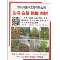 山东乔卉园林工程有限公司主营法桐 速生法桐 法桐行道树价格