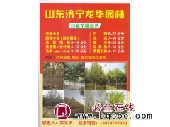 山东济宁龙华园林自家苗圃出售法桐小苗 法桐造型树 法桐价格图1