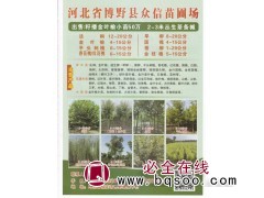 博野县众信苗圃场出售籽播金叶榆小苗50万2-3米 丛生茶条槭图1