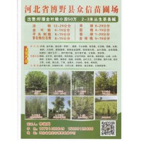 博野县众信苗圃场出售籽播金叶榆小苗50万2-3米 丛生茶条槭