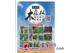 青州市木森林绿化苗木有限公司经营时令草花 花海设计图1