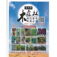 青州市木森林绿化苗木有限公司经营时令草花 花海设计