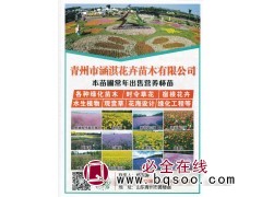 青州市涵淇花卉苗木有限公司水生植物供应 花海设计 青州花海图1