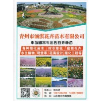 青州市涵淇花卉苗木有限公司水生植物供应 花海设计 青州花海