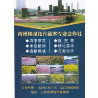 青州市林强花卉苗木专业合作社 四季草花 观赏草 花海设计