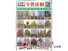 专供法桐 速生法桐 法桐行道树 贵和园林 各种规格法桐图片图1
