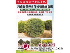 偃师市邙岭镇绿洲苗圃基地供应黄杨扦插小苗、胶东卫矛图1
