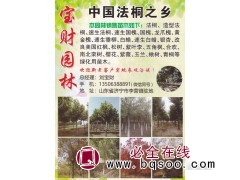 山东龙爪槐基地 龙爪槐价格表 宝财园林经营龙爪槐造型树图1